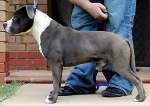 DDDawgs Kansas Law Dawg